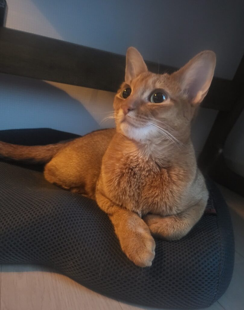 고양이 첫날 데려오는날 해야 할 일 5가지 3 고양이초보집사 3