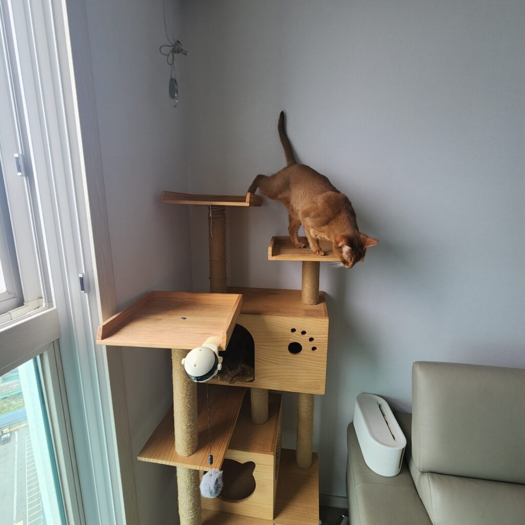 고양이 캣타워 위치 만들기 Best5추천(+안올라감 원인) 3 고양이 캣타워 위치 만들기 Best5추천