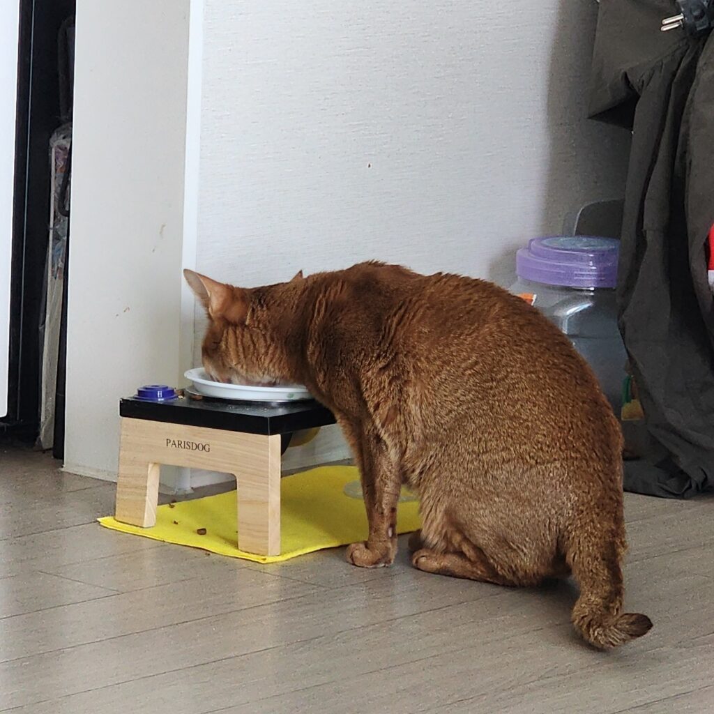 고양이 입맛에 맞는 사료와 간식 찾는 팁 6가지 2 고양이사료간식찾는팁