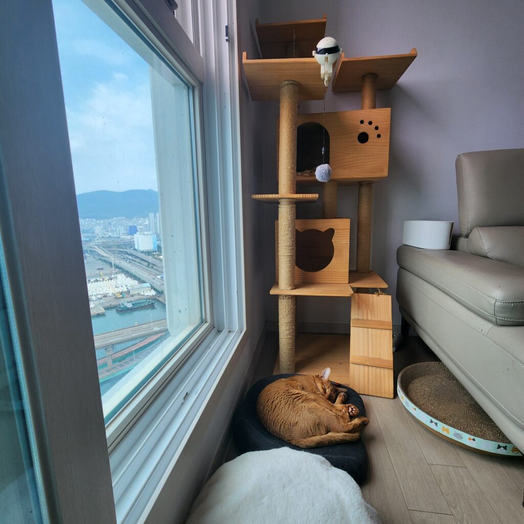 고양이 캣타워 위치 만들기 Best5추천(+안올라감 원인) 2 고양이 캣타워 위치 만들기 Best5추천