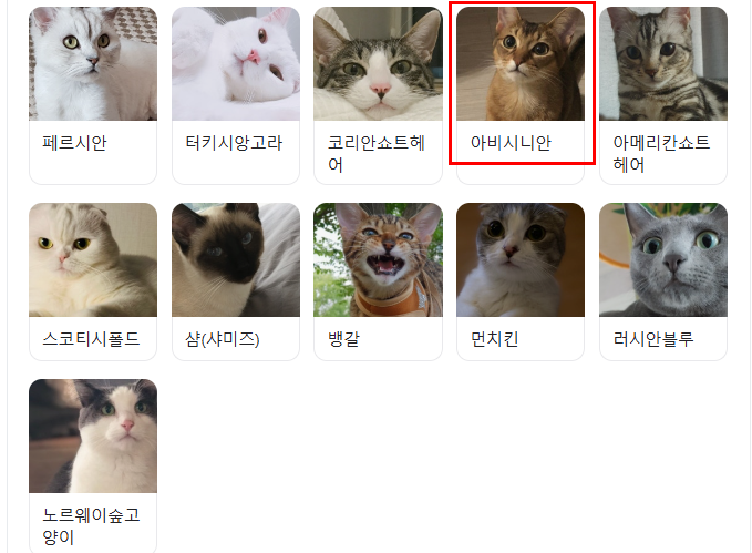 고양이 품종 종류 성격과 특징 추천 순위(25년 최신) 2 고양이품종