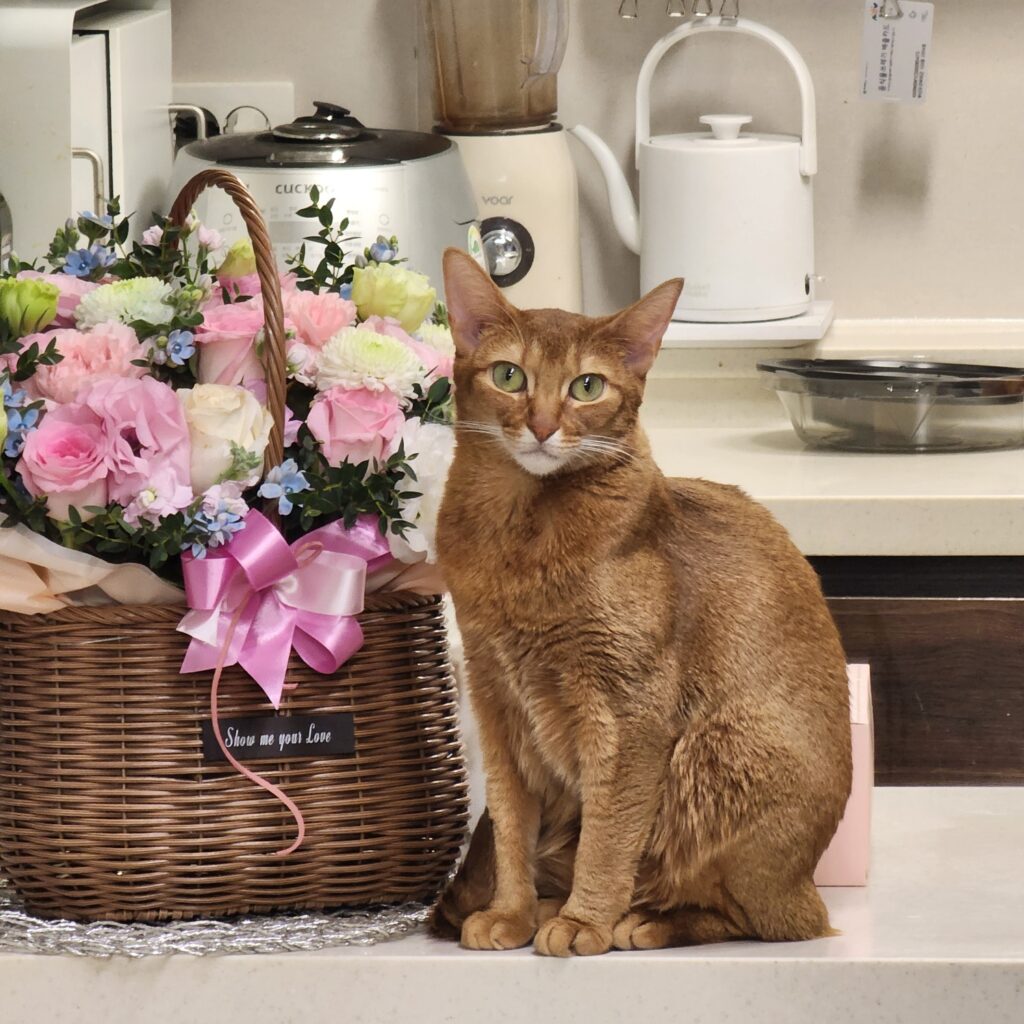 아바니시안 고양이 특징 성격 가격 이름추천 유전병 정보(최신) 2 아바니시안 고양이 특징 성격 가격 이름추천 유전병 정보