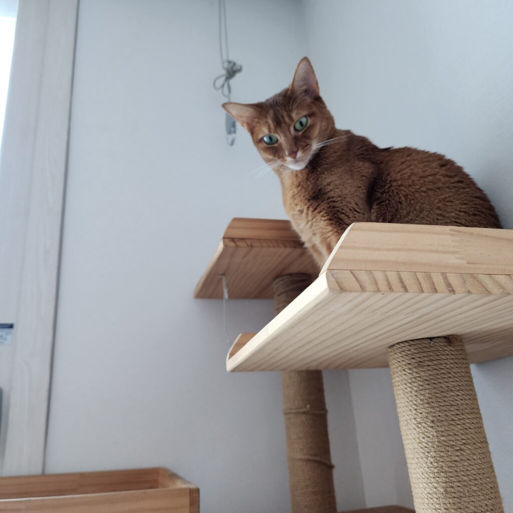 아바니시안 고양이 특징 성격 가격 이름추천 유전병 정보(최신) 3 아바니시안 고양이 특징 성격 가격 이름추천 유전병 정보