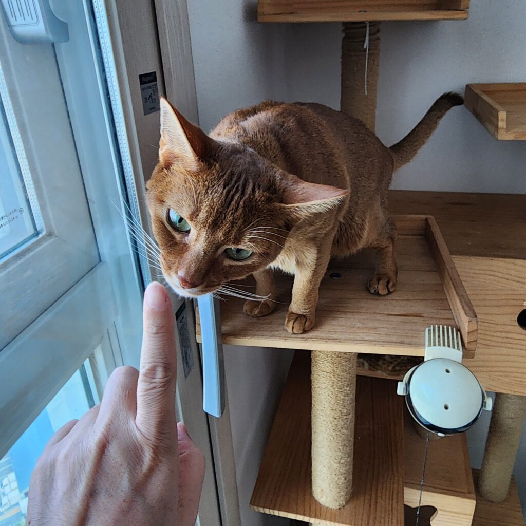 아바니시안 고양이 특징 성격 가격 이름추천 유전병 정보(최신) 4 아바니시안 고양이 특징 성격 가격 이름추천 유전병 정보