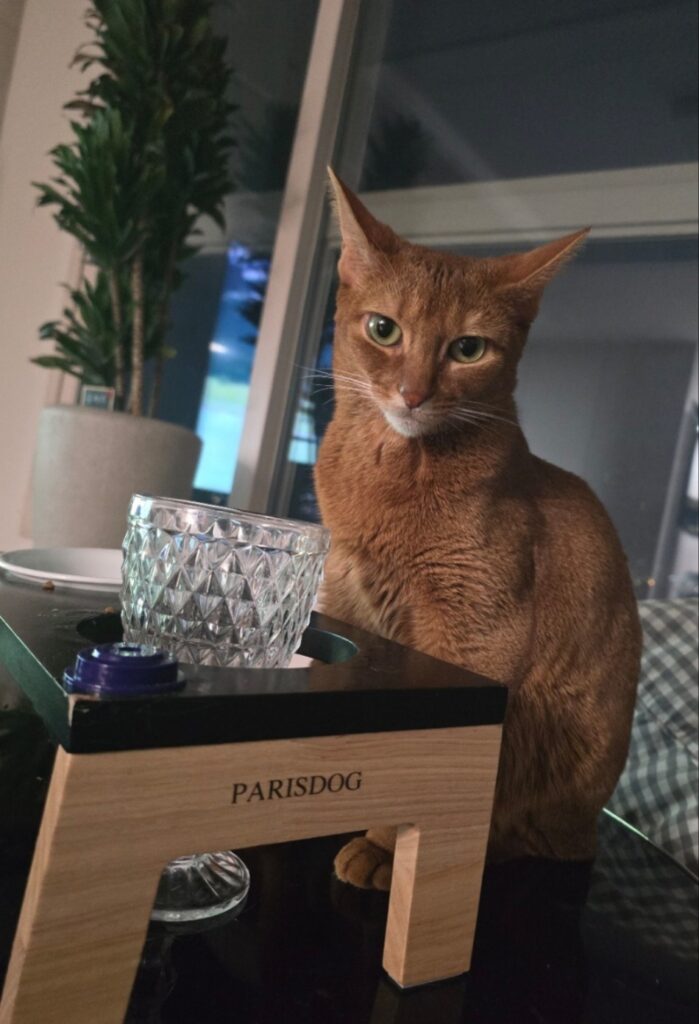 아바니시안 고양이 특징 성격 가격 이름추천 유전병 정보(최신) 5 아바니시안 고양이 특징 성격 가격 이름추천 유전병 정보