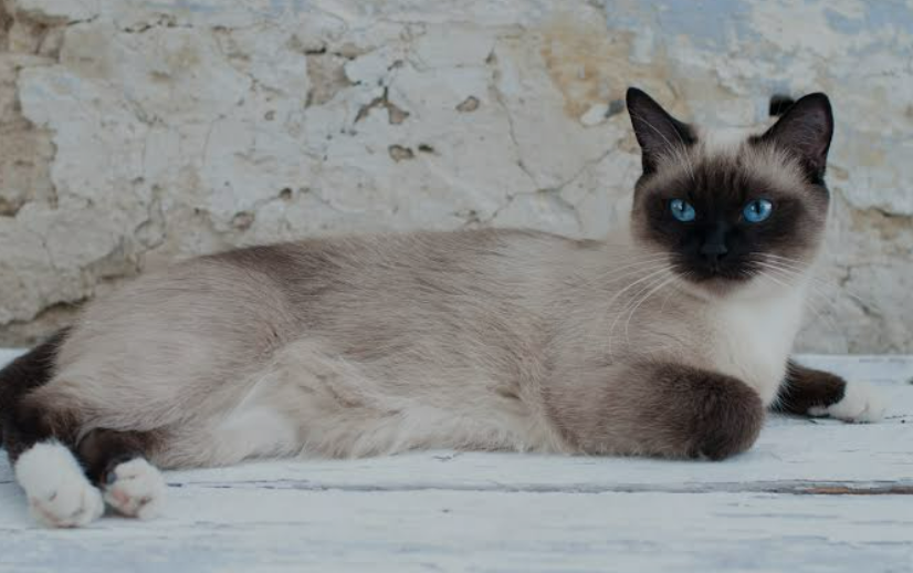 샴 고양이 분양가 특징 성격 질병 총정리(25년 최신) 2 샴고양이